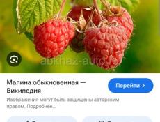 Куплю малину в объёме 