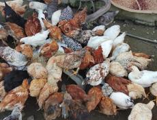 Продаю куры,цыплята