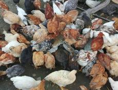 Продаю куры,цыплята