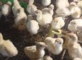 Индюшата породы Белая широкогрудая 