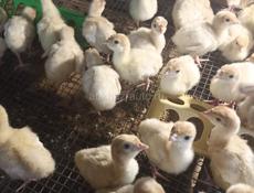 Индюшата породы Белая широкогрудая 