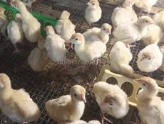 Индюшата породы Белая широкогрудая 