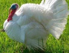 Индюшата породы Белая широкогрудая 