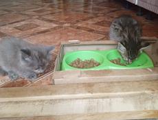 Котята в добрые руки.