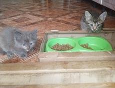 Котята в добрые руки.