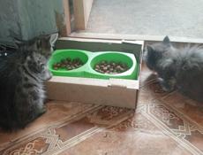 Котята в добрые руки.