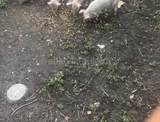 Им по полтора месяца 