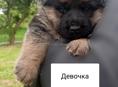 Немецкая овчарка
