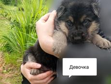 Немецкая овчарка