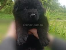 Немецкая овчарка