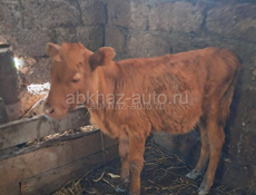 Продаю теленка15 тысяч 