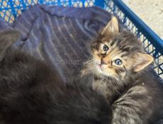 Отдадим котят в добрые руки