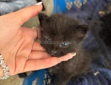 Отдадим котят в добрые руки
