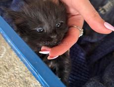 Отдадим котят в добрые руки