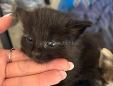 Отдадим котят в добрые руки