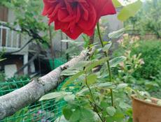 Продам молодую красную розу
