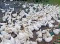 Продаются гуси и утята р. Очамчира с. Илор все по телефону