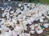 Продаются гуси и утята р. Очамчира с. Илор все по телефону