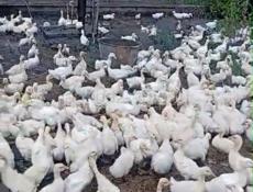 Продаются гуси и утята р. Очамчира с. Илор все по телефону
