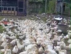 Продаются гуси и утята р. Очамчира с. Илор все по телефону