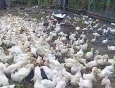 Продаются гуси и утята р. Очамчира с. Илор все по телефону