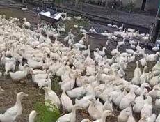 Продаются гуси и утята р. Очамчира с. Илор все по телефону