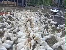 Продаются гуси и утята р. Очамчира с. Илор все по телефону