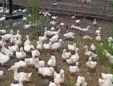 Продаются гуси и утята р. Очамчира с. Илор все по телефону