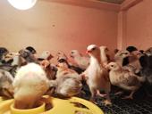 Подрощеные цыпляты