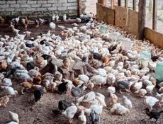 Продаются цыплята разнородные р.очамчира с. Илор все по телефон