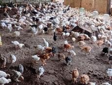 Продаются цыплята разнородные р.очамчира с. Илор все по телефон