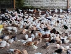 Продаются цыплята разнородные р.очамчира с. Илор все по телефон