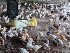 Продаются цыплята разнородные р.очамчира с. Илор все по телефон