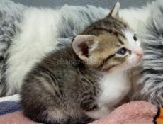 Котик