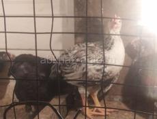 Продам 2 месячных цыплят 50 штук 