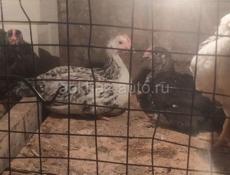 Продам 2 месячных цыплят 50 штук 