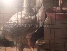 Продам 2 месячных цыплят 50 штук 