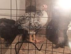 Продам 2 месячных цыплят 50 штук 