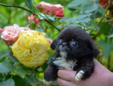 Чихуахуа