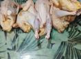 Продаётся цыплята и куры