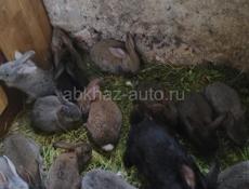 Кролики