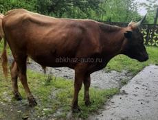 Продается бычок