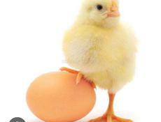 Цыплята 🐤 