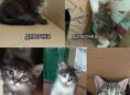 Добрые руки 
