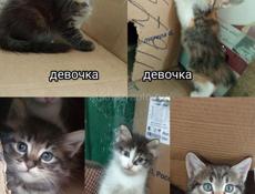 Добрые руки 