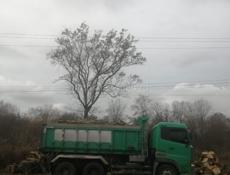 Дрова граб 