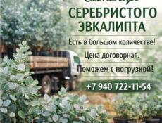 Саженцы серебристого эвкалипта