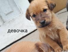 Щенята в добрые руки