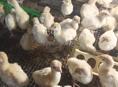 Продаются индюшата породы белой широкогрудой