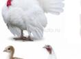 Индюшата белая широкогрудая северо-кавказская бронзовая